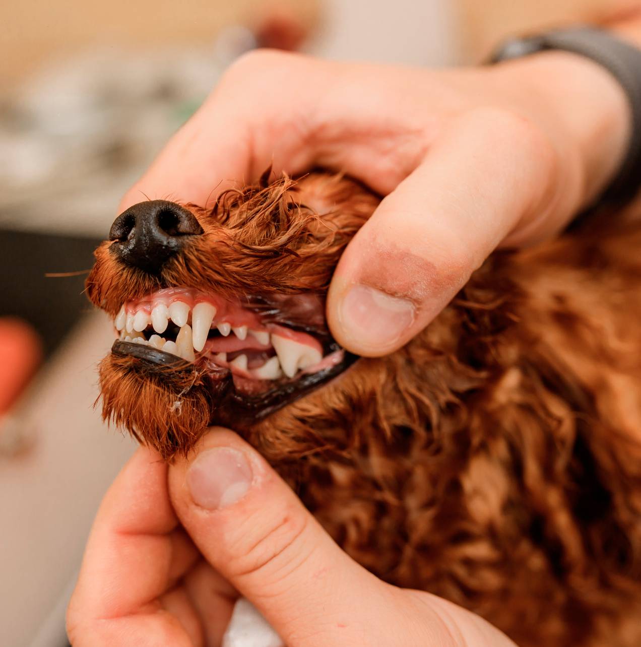 Vet checking dog teeth