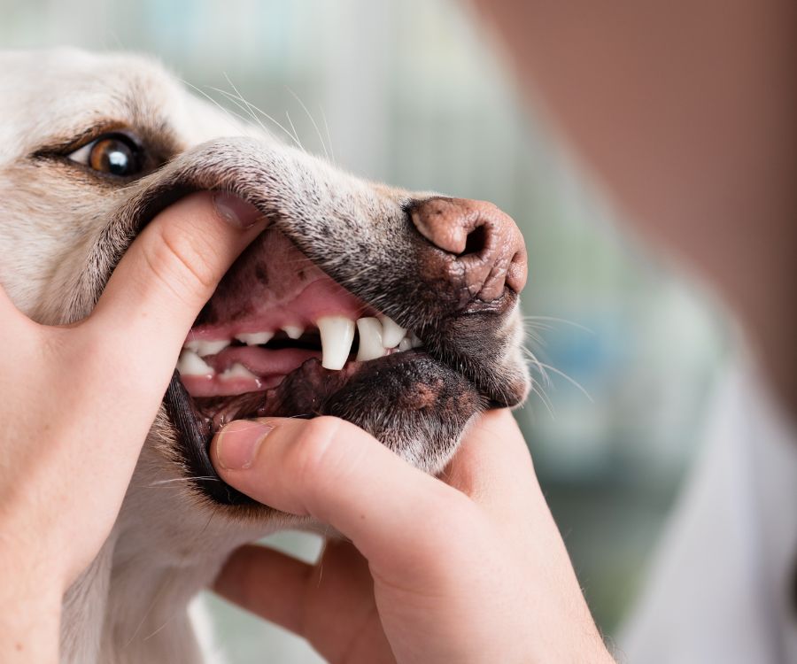 close-up of dog's teeth