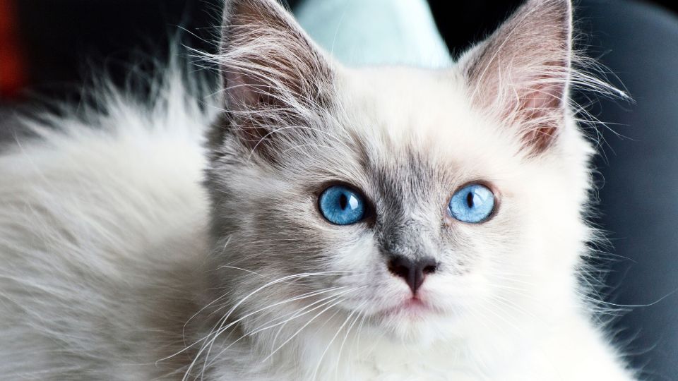 close-up of fluffy kitten with blue eyes