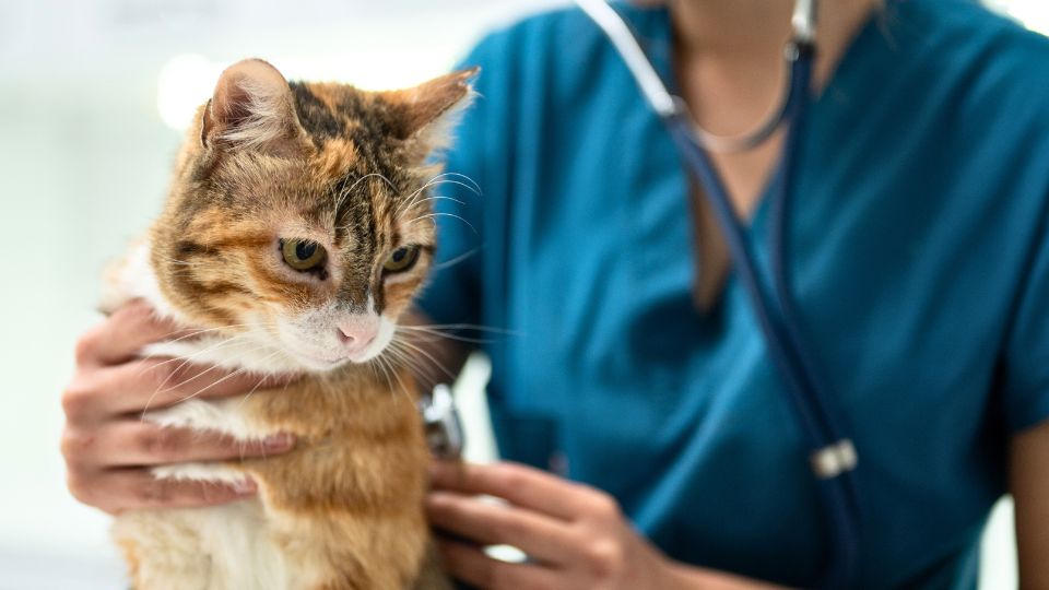 kitten getting examined at vet