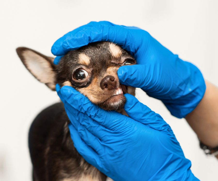 small dog having teeth examined