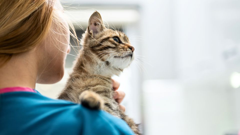 tabby kitten being held by vet tech