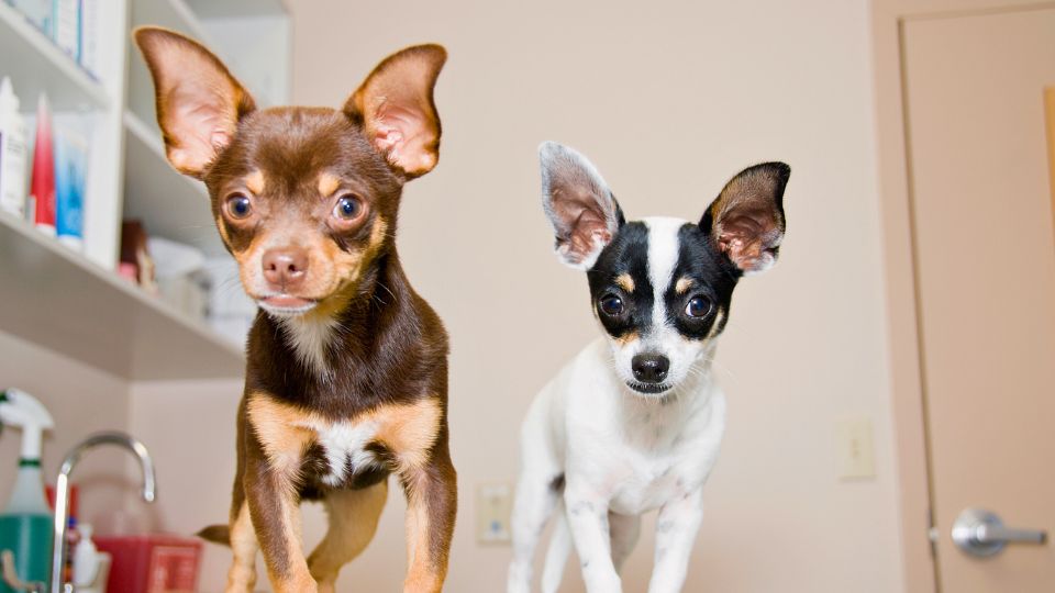two baby chihuahuas at the vet