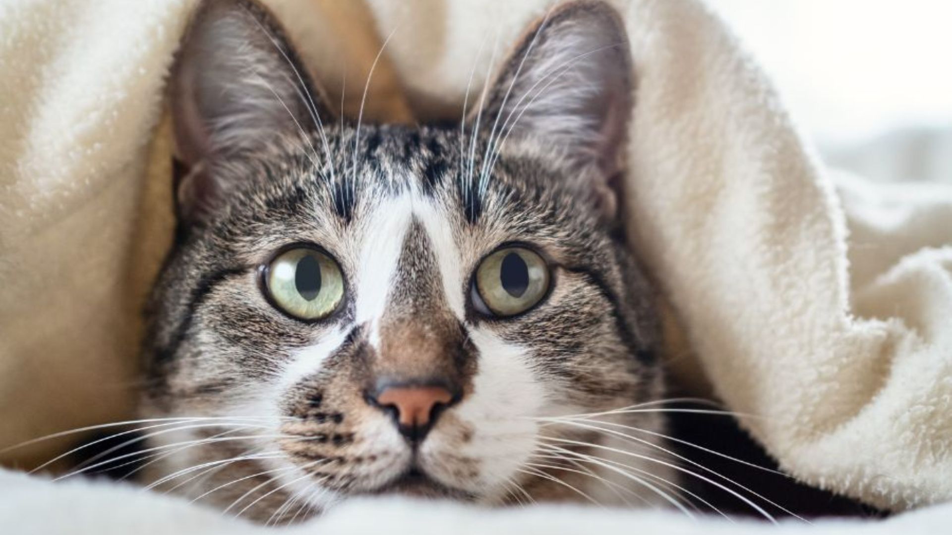 curious cat under blanket