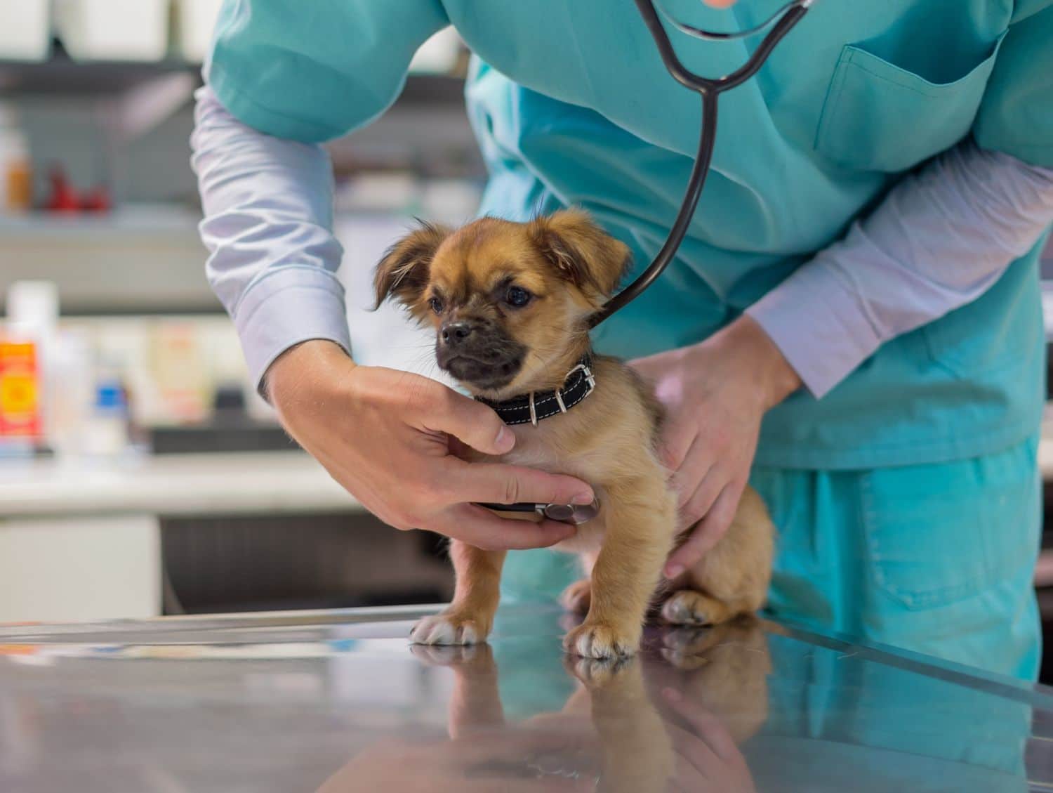 Puppy examined by vet