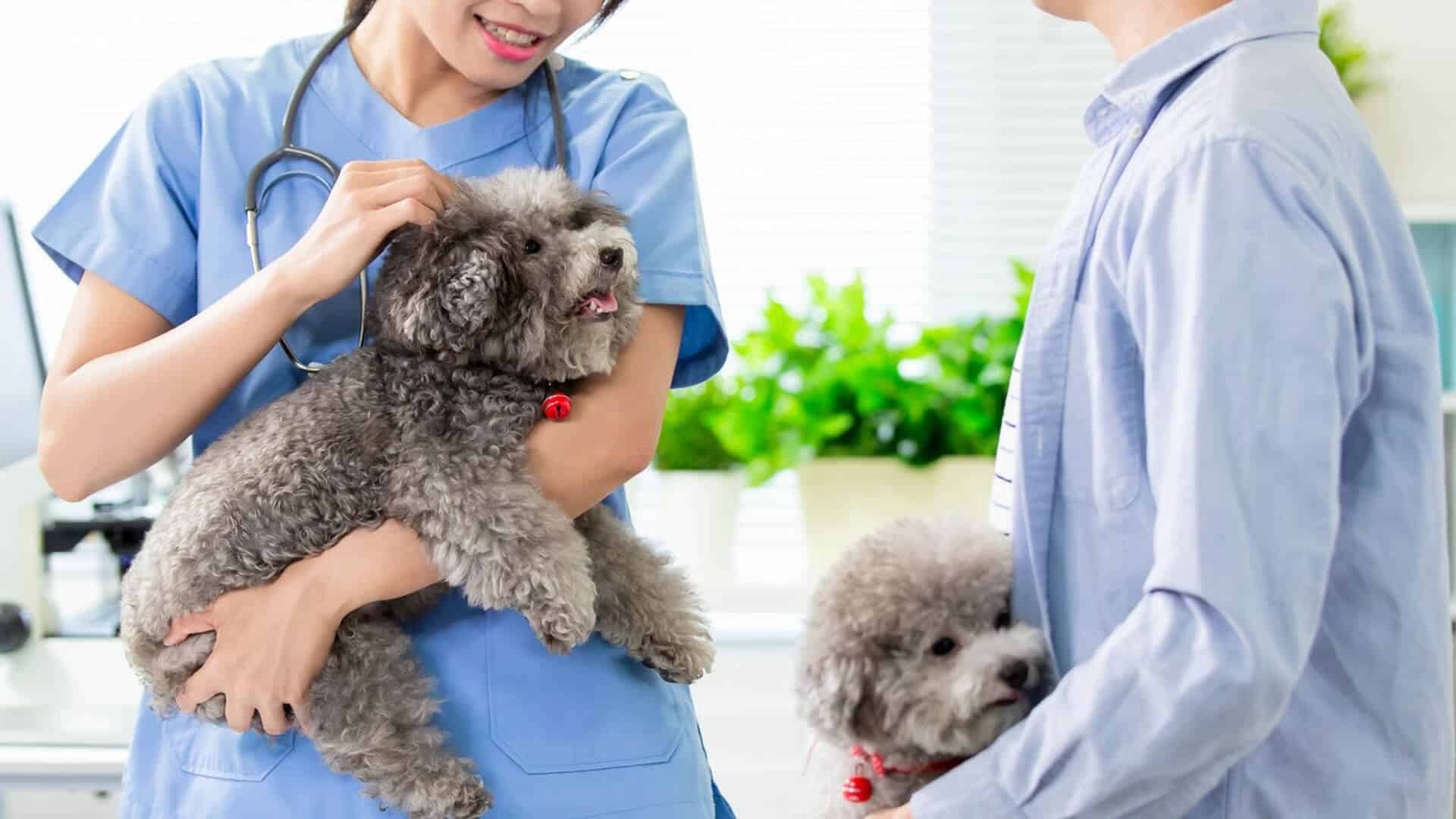 Two vets holding puppies