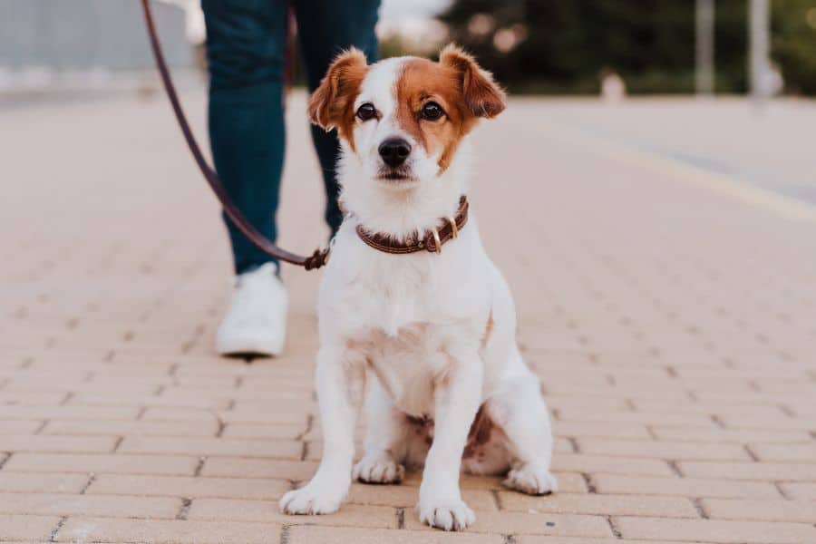 A small dog sits on a brick walkway