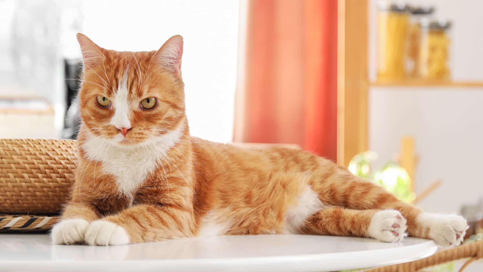 A cat lying on a table