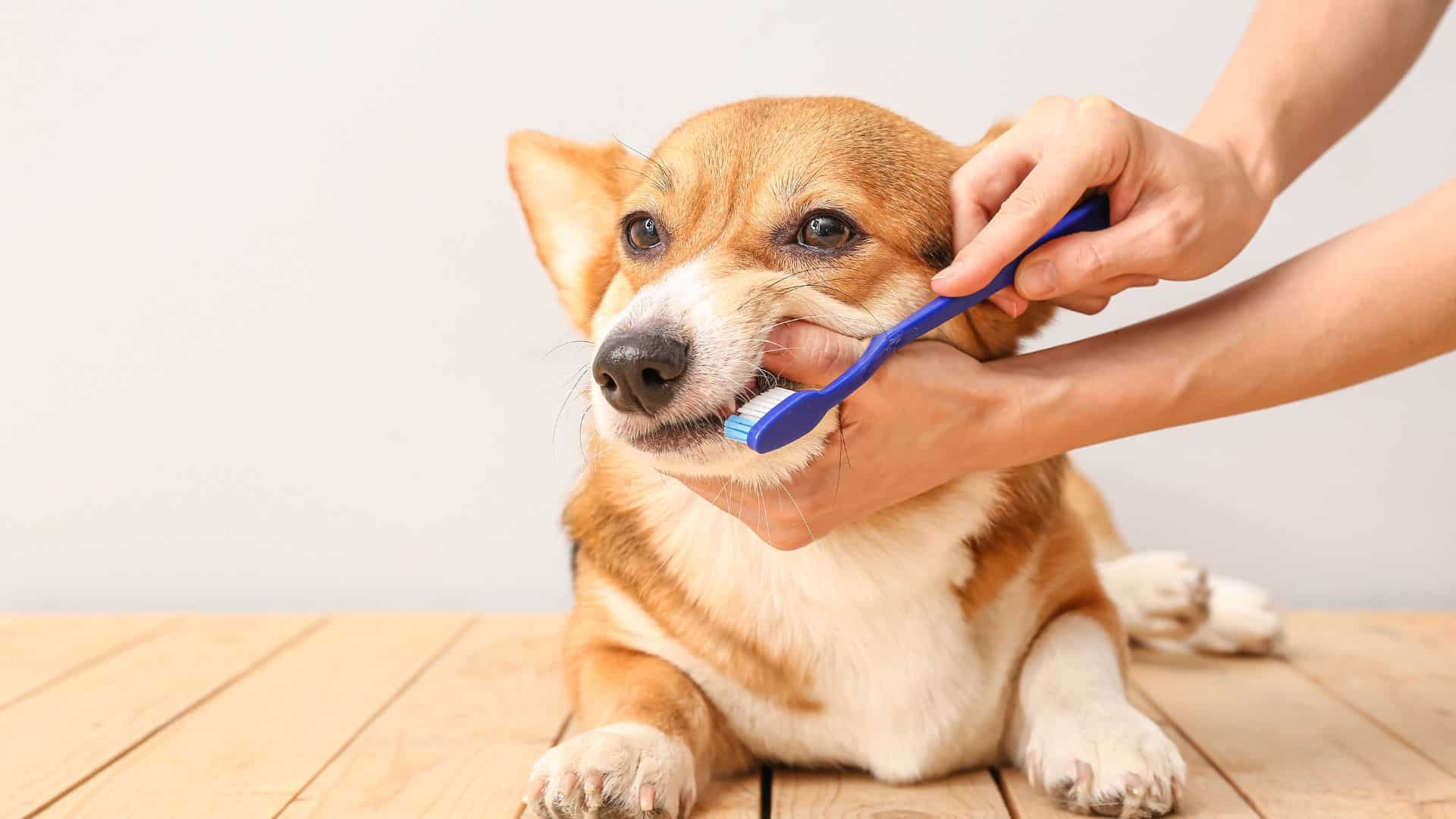 brushing a dog's teeth