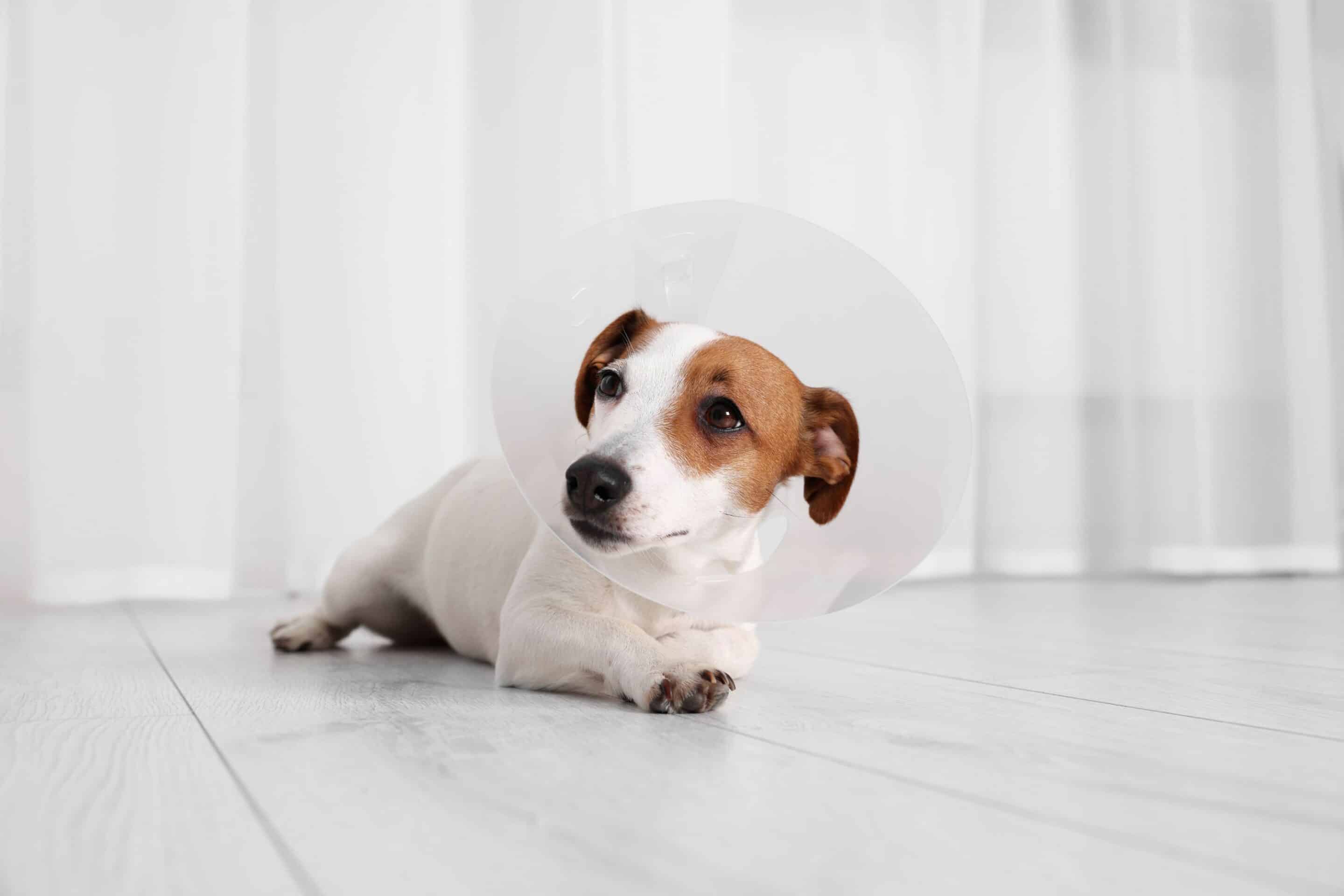 A dog wearing a protective cone
