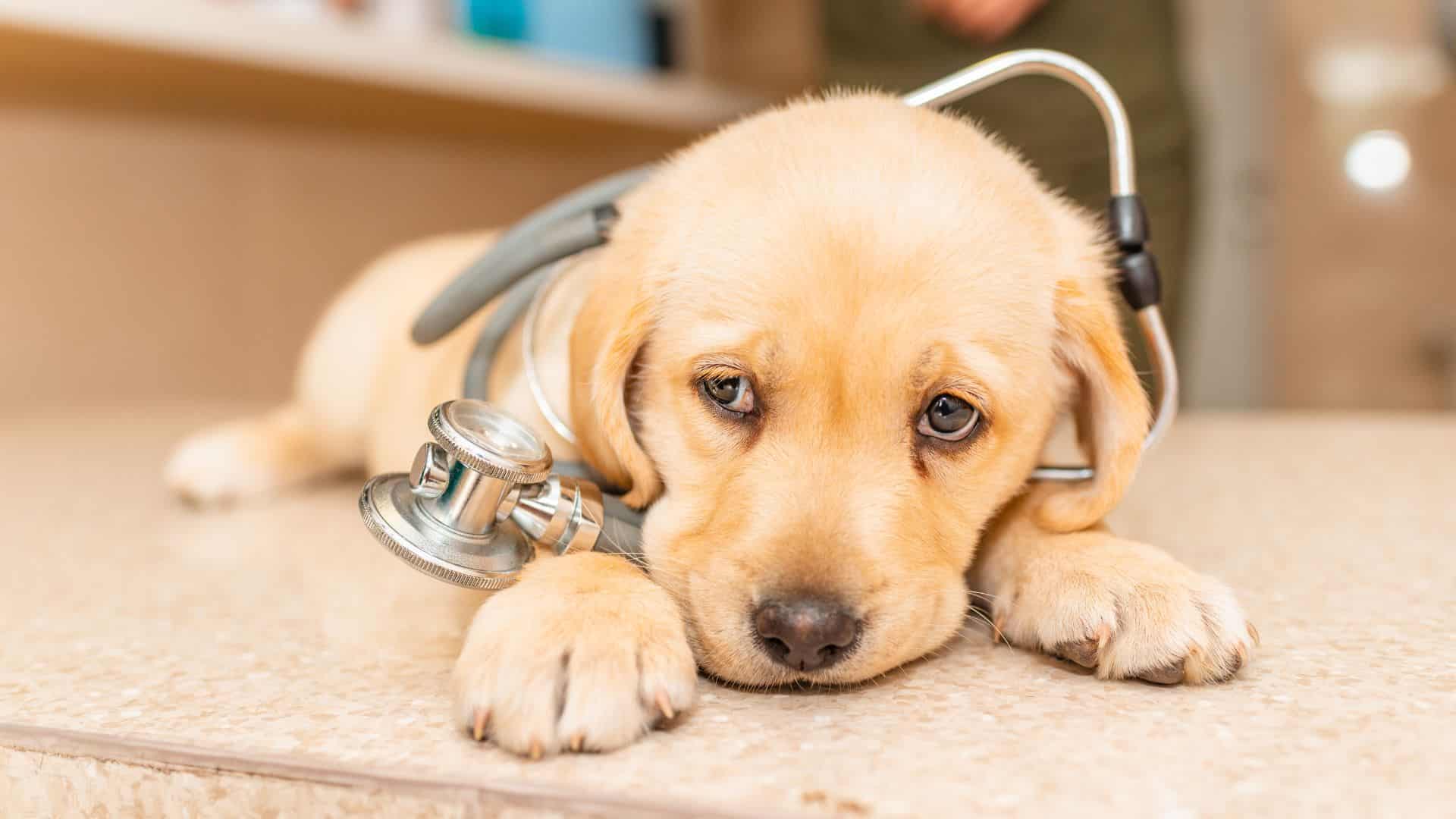 Little dog wearing a stethoscope
