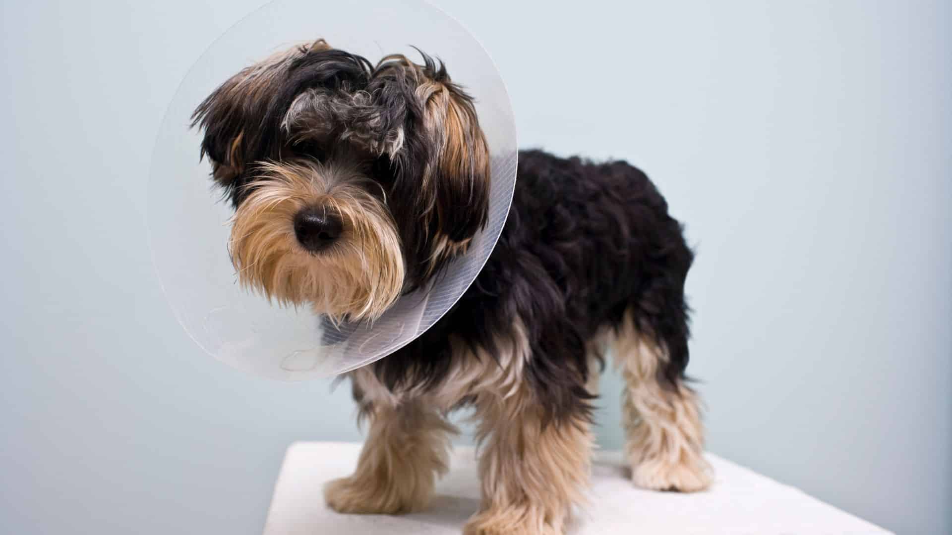 A dog wearing a protective cone