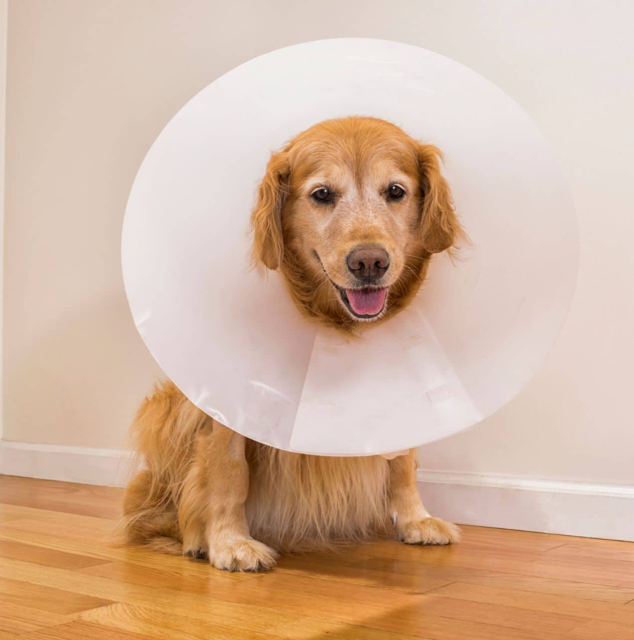 A dog wearing a protective cone