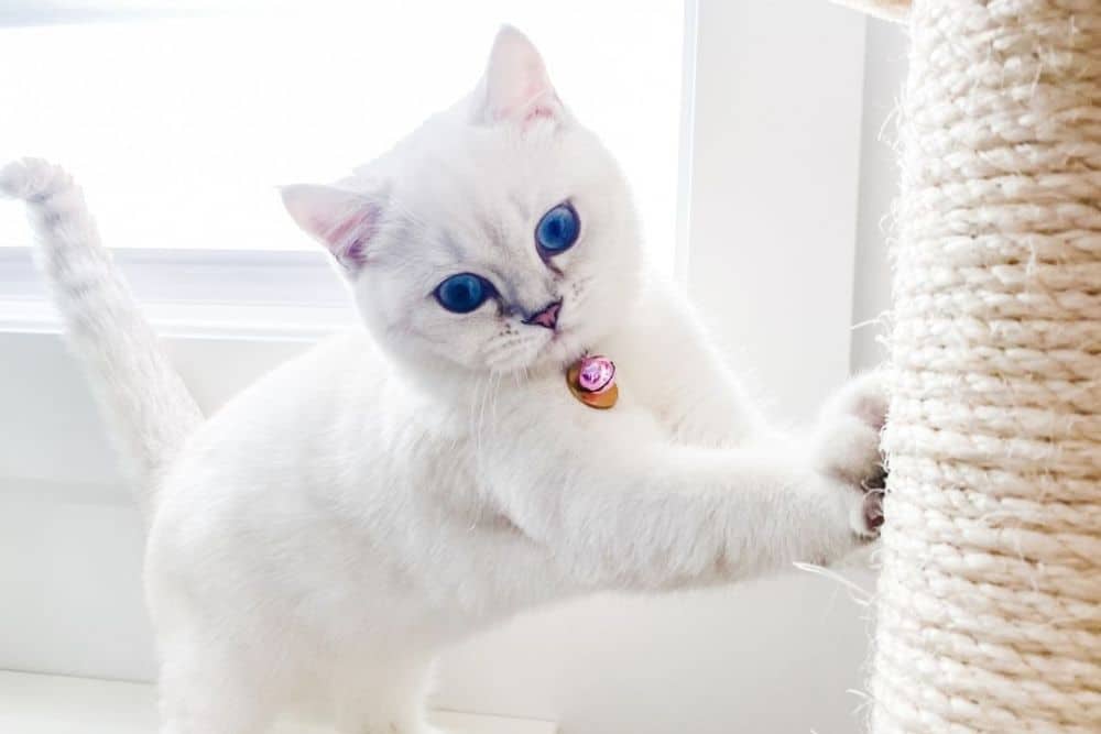 A cute small kitten