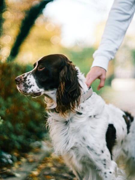 A dog walking on a road