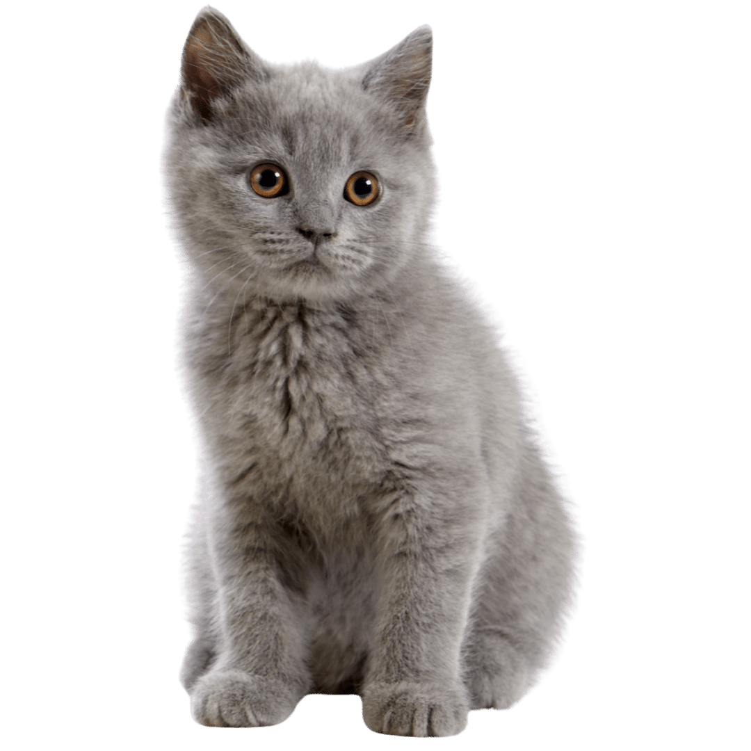 a gray kitten