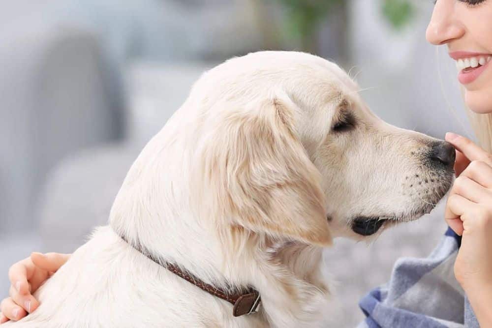 A vet and dog playing together
