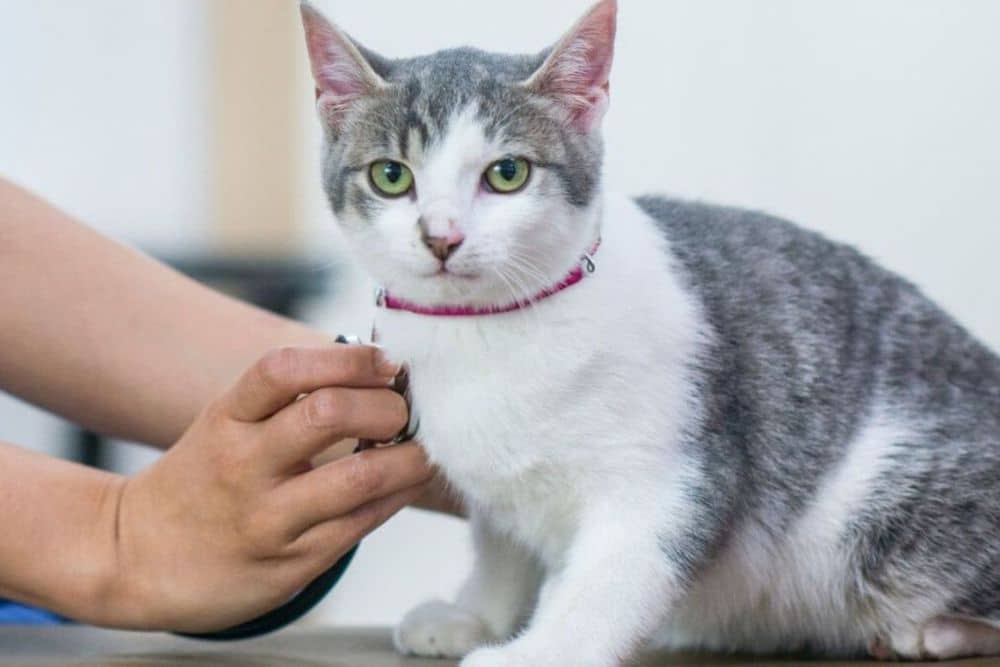 A vet examines a cat