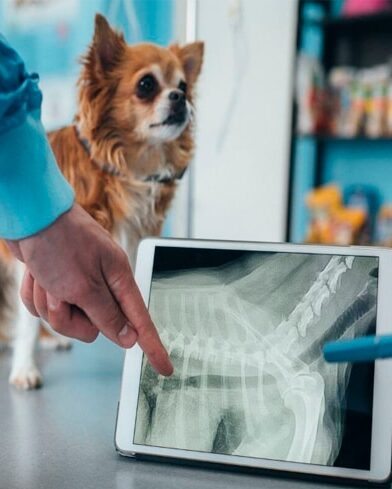 Pet digital Xray image A dog digital xray