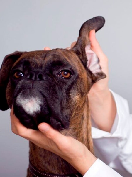 A vet is examining a dog ear