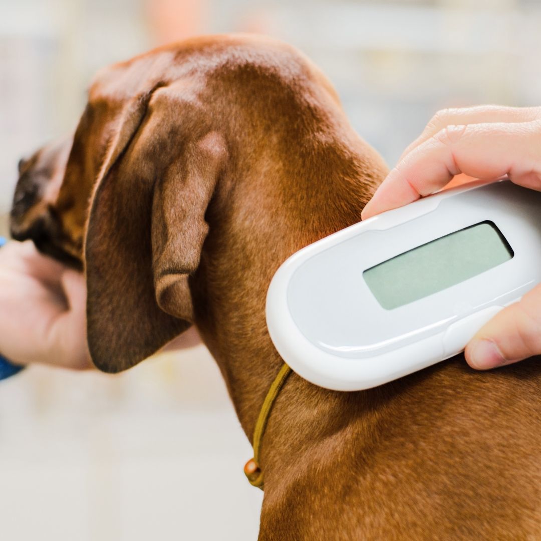 Pet microchipping services
