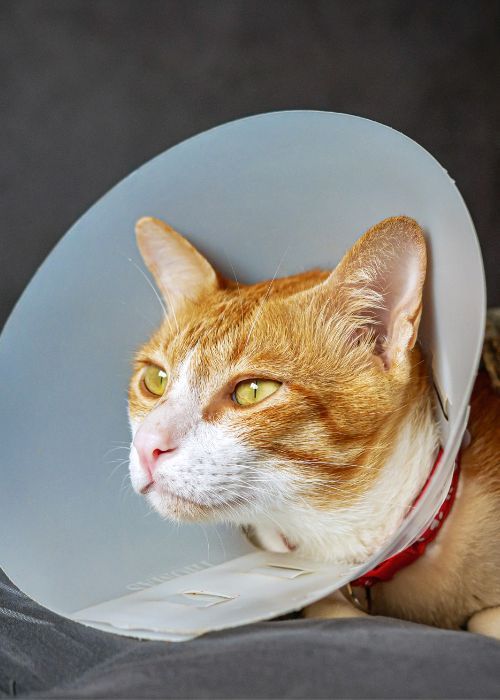 A cat in a white cone